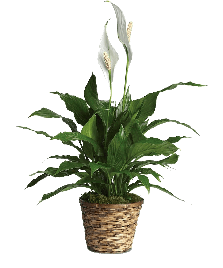 Peace Lily