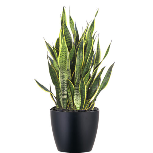 Snake Plant